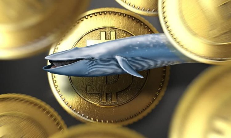 Биткоин-киты закупили 50 000 BTC на коррекции